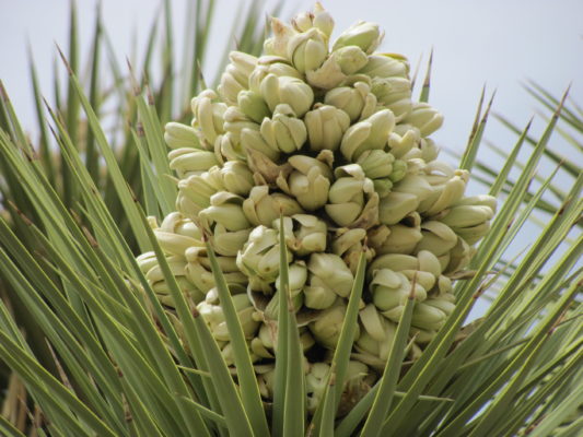 yucca in bloom, nature