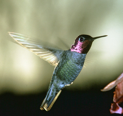 What is your nature connection?
